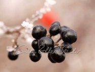 Winter 2025 - Zur Ruhe Kommen