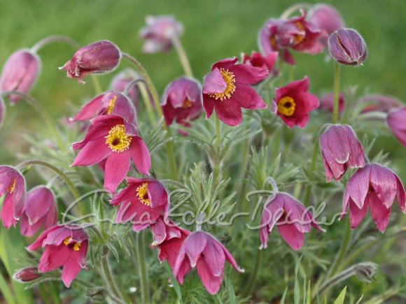 2026 Frühling - Küchenschellen