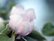 2026 Frühling - Quittenblüte